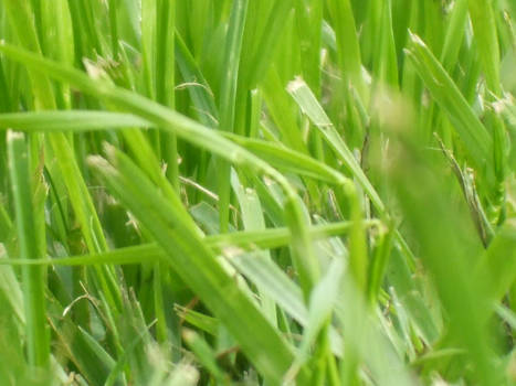 grass