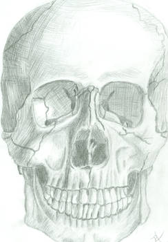 Skull Drawing