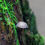 Mushroom On Tree