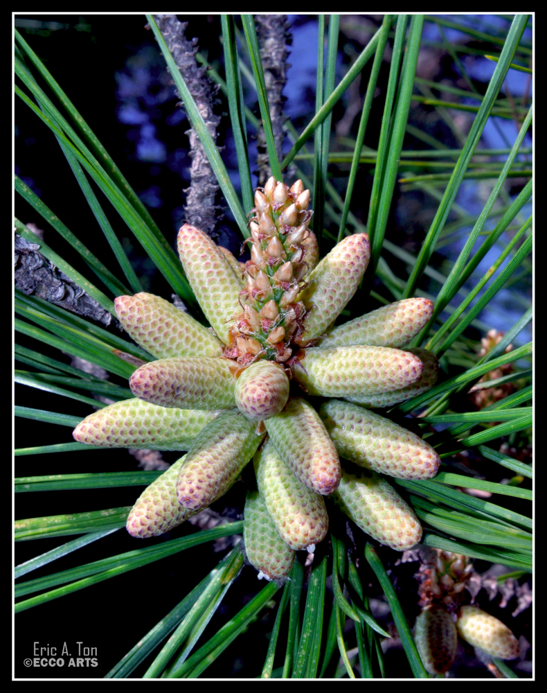 Pine Growth