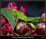 Green Grasshopper Nymph by EricTonArts