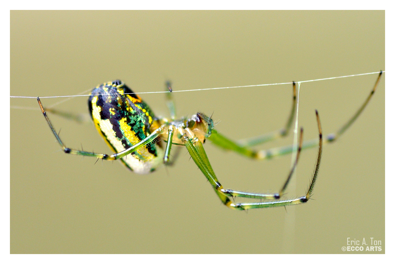 Tiny Green Spider 2
