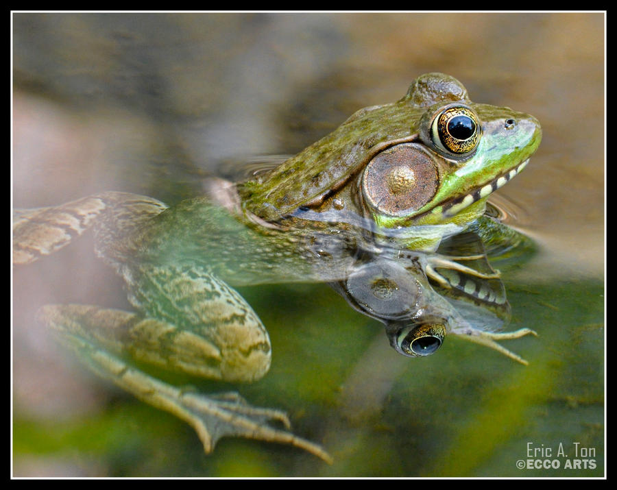 Frog Inrception Frog Reflection II by EricTonArts on DeviantArt