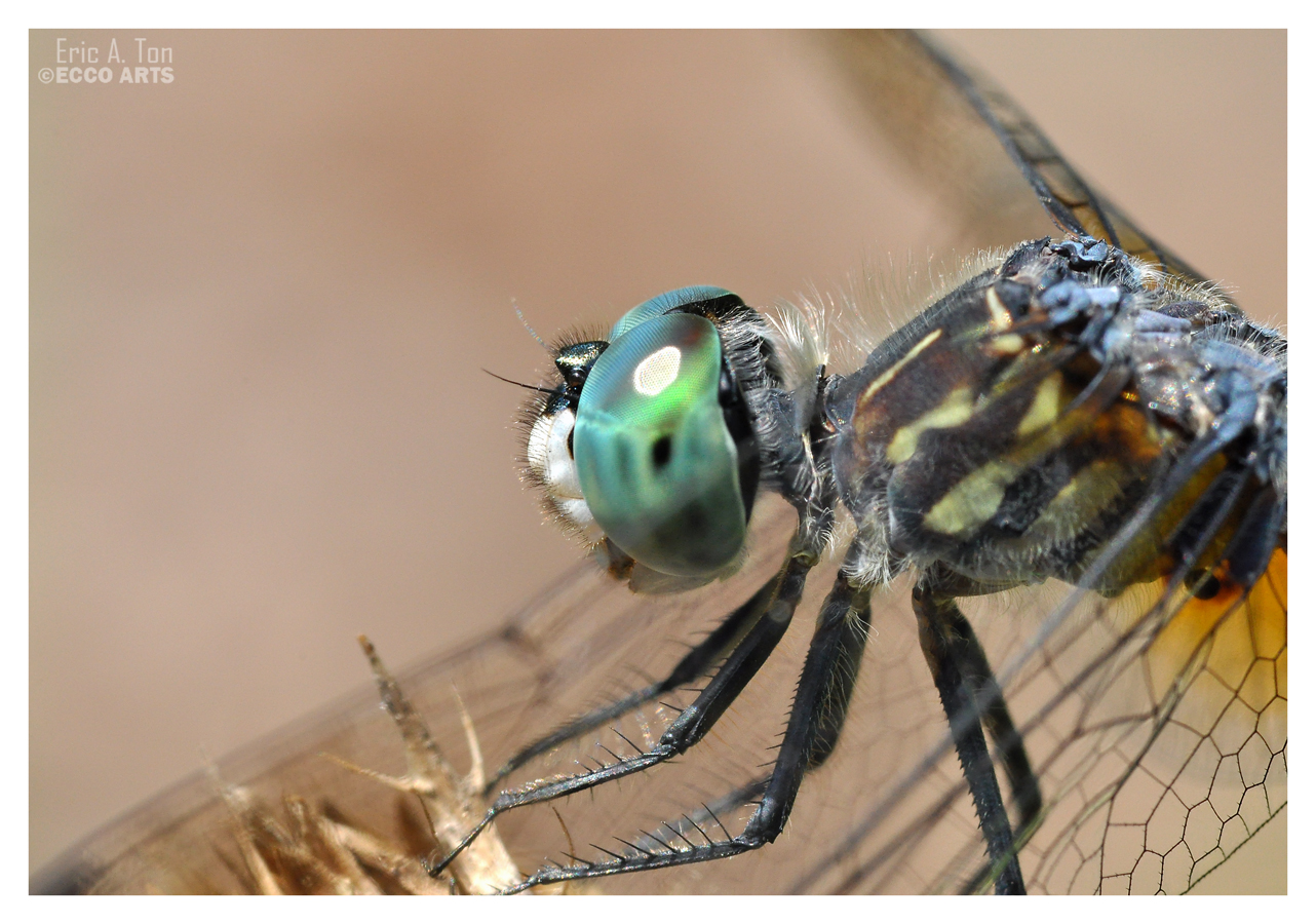 Dragonfly Close-up