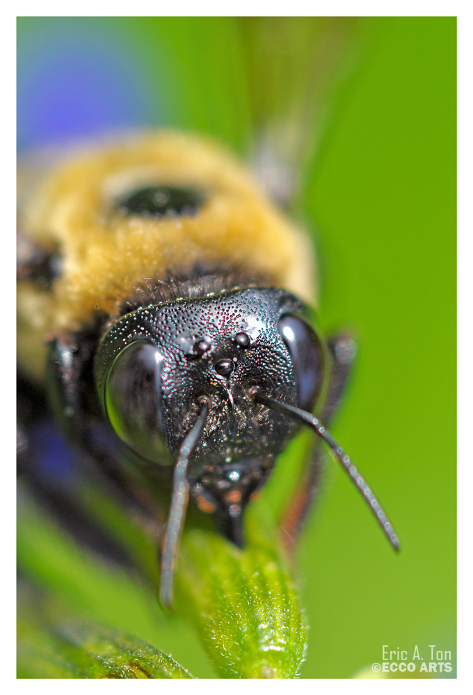 Bee Close-up III