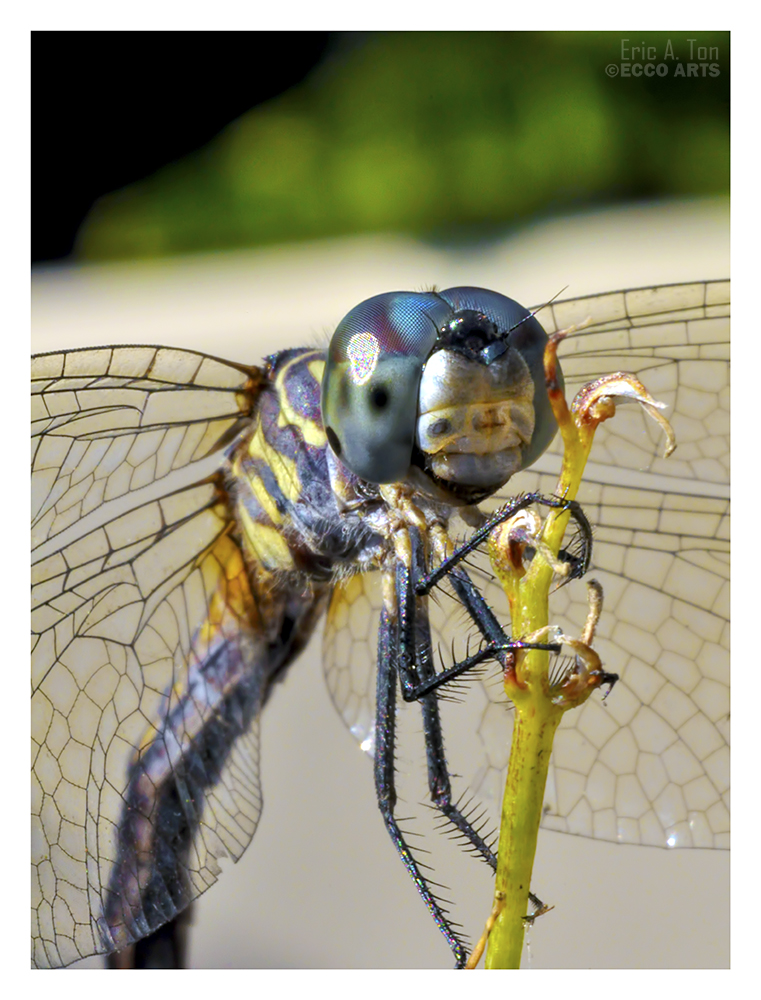 Dragonfly II by EricTonArts on DeviantArt