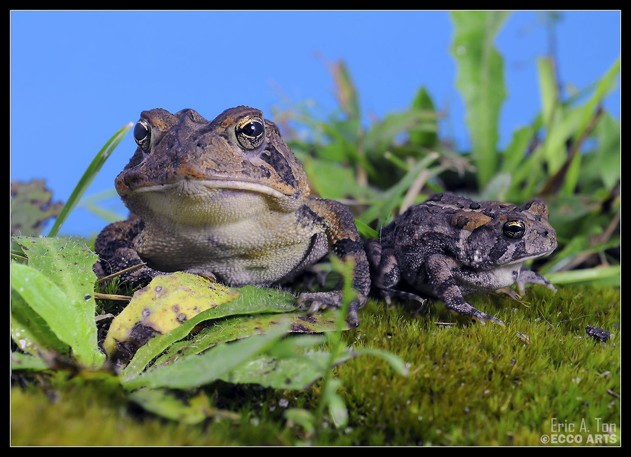 Toads