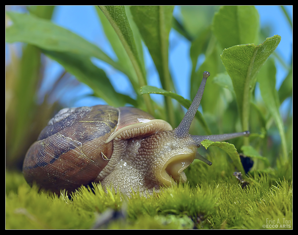 Garden Snail II