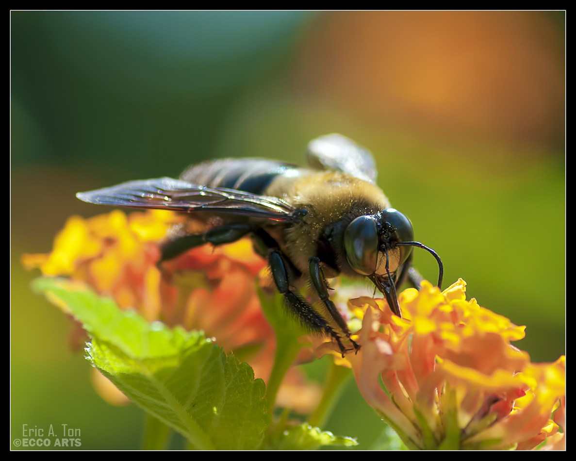 Bee Drinking