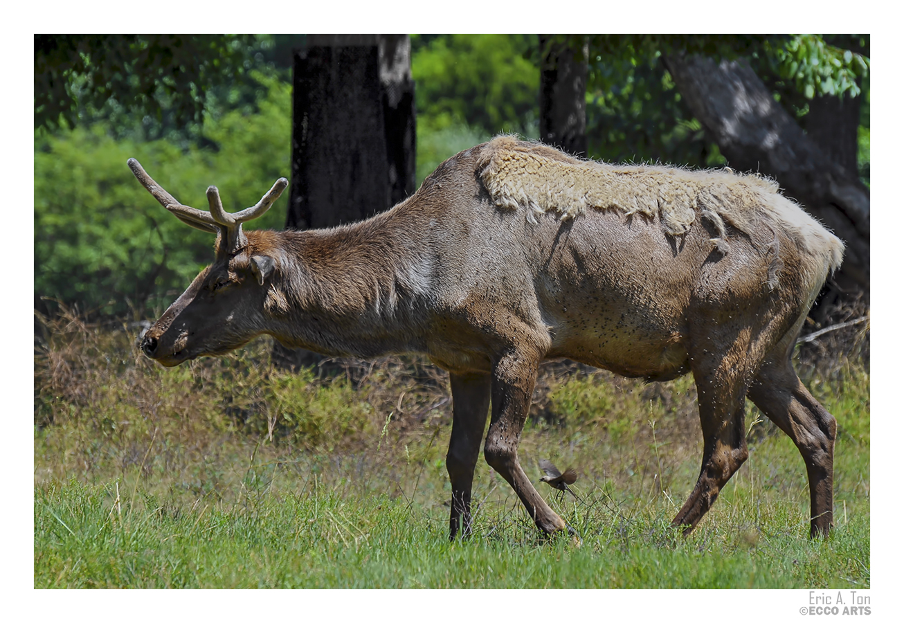 Elk