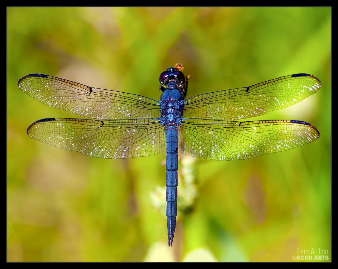 Blue Dragonfly II