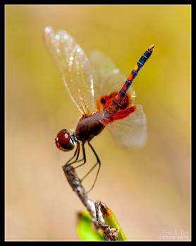 Red Draagonfly