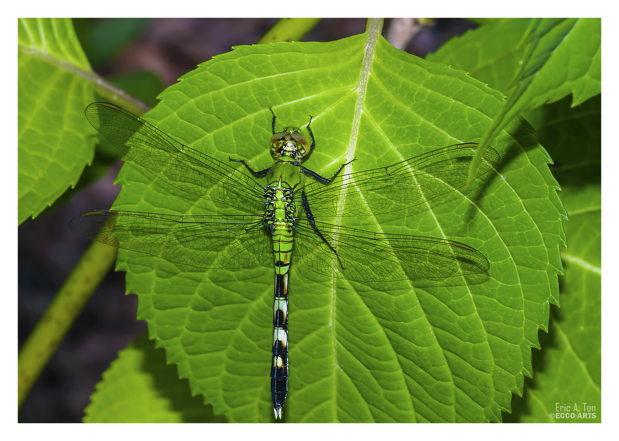 Green Dragonfly IV