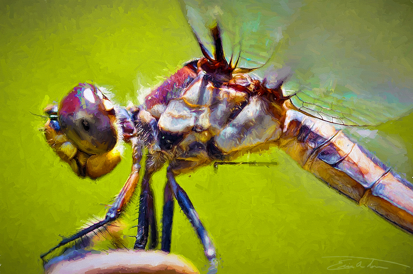 Dragonfly Close-up