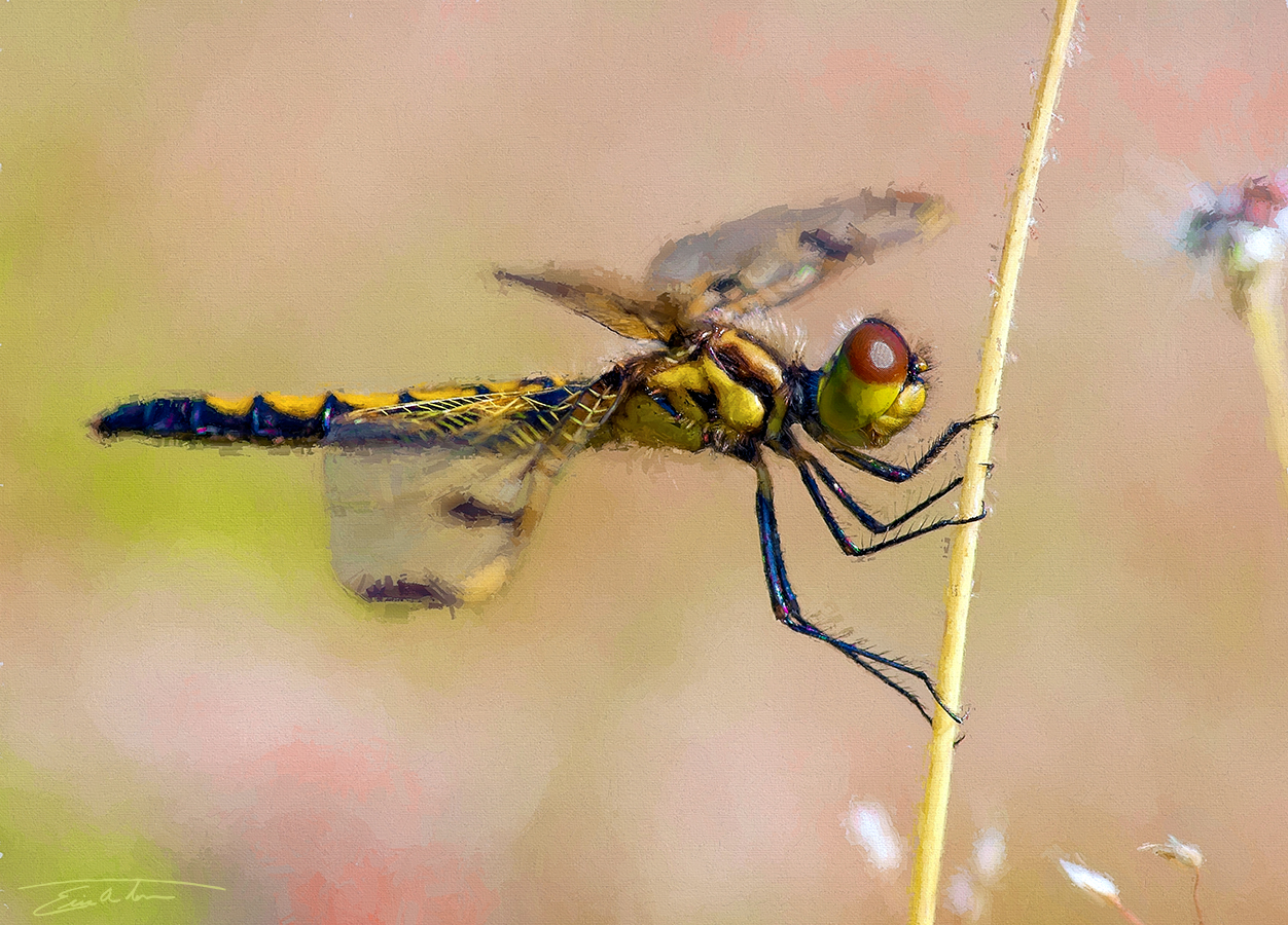 Yellow Dragonfly