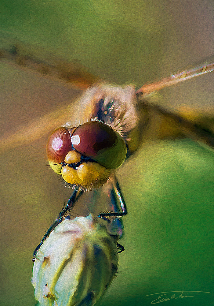 Dragonfly Close-up II