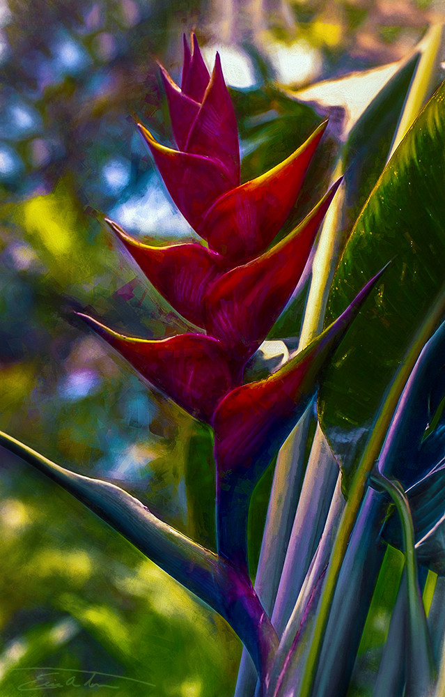 Lobster Claw Heliconia