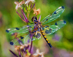 Dragonfly on Flower