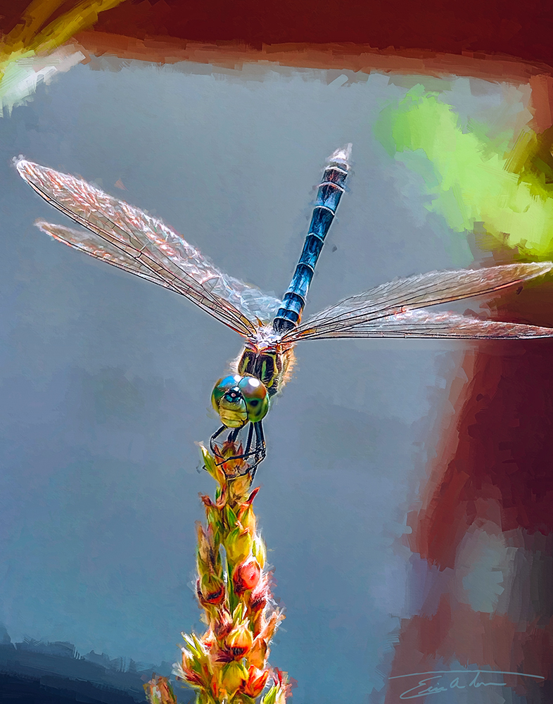 Dragonfly IV