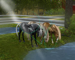 3 Mares - 3 Friends