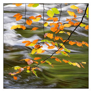 Autumn Flow
