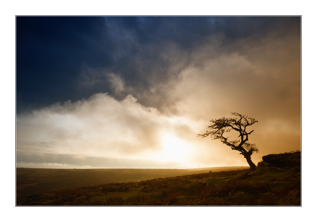 My Lonely Tree Photo