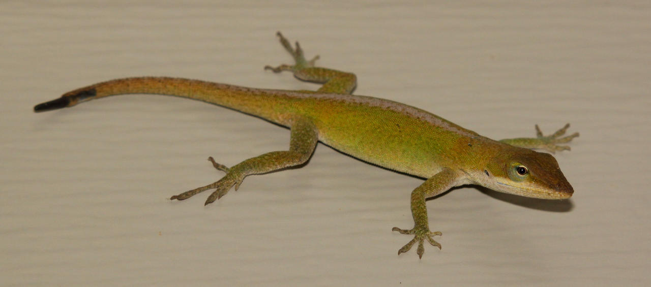 Anole