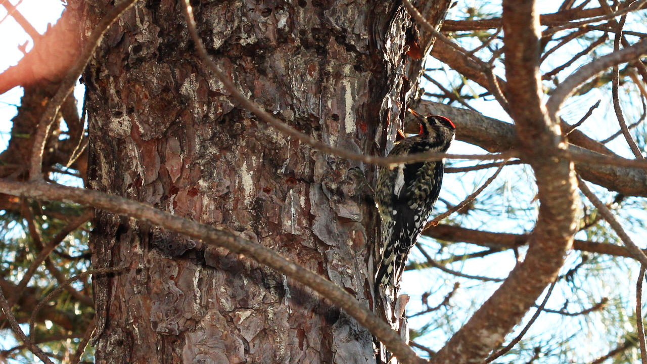 Woodpecker