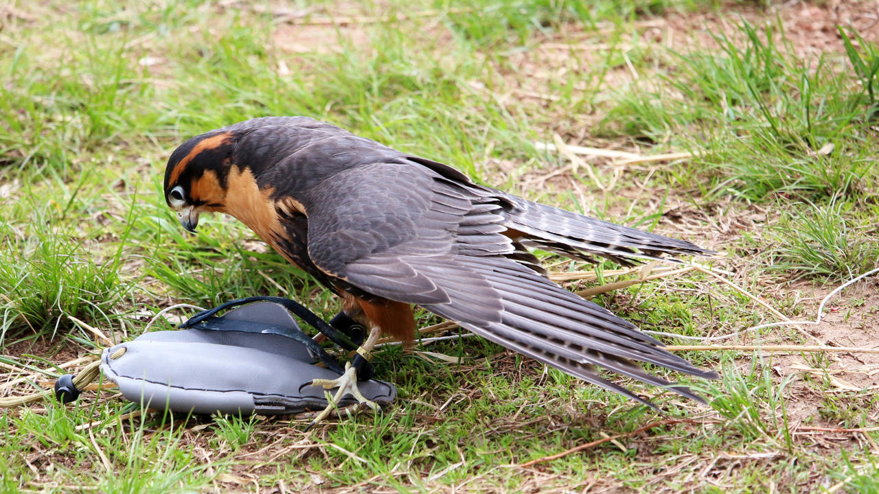 Aplomado Falcon With Lure