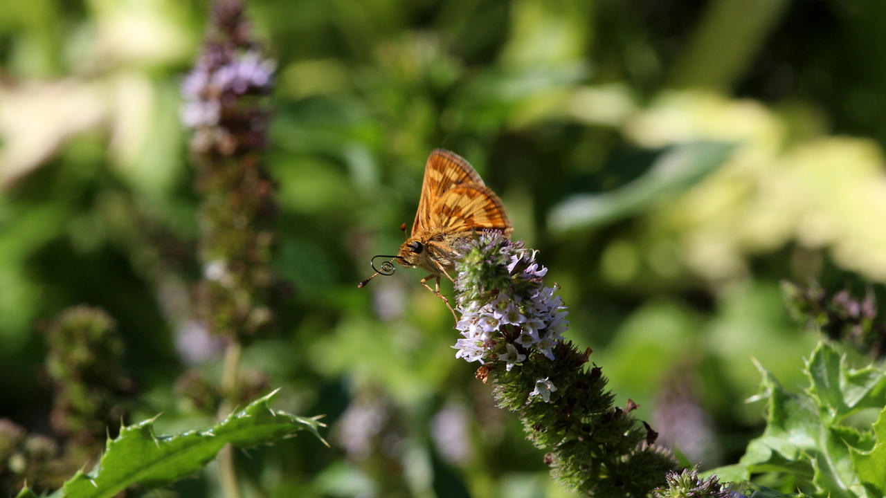 Skipper