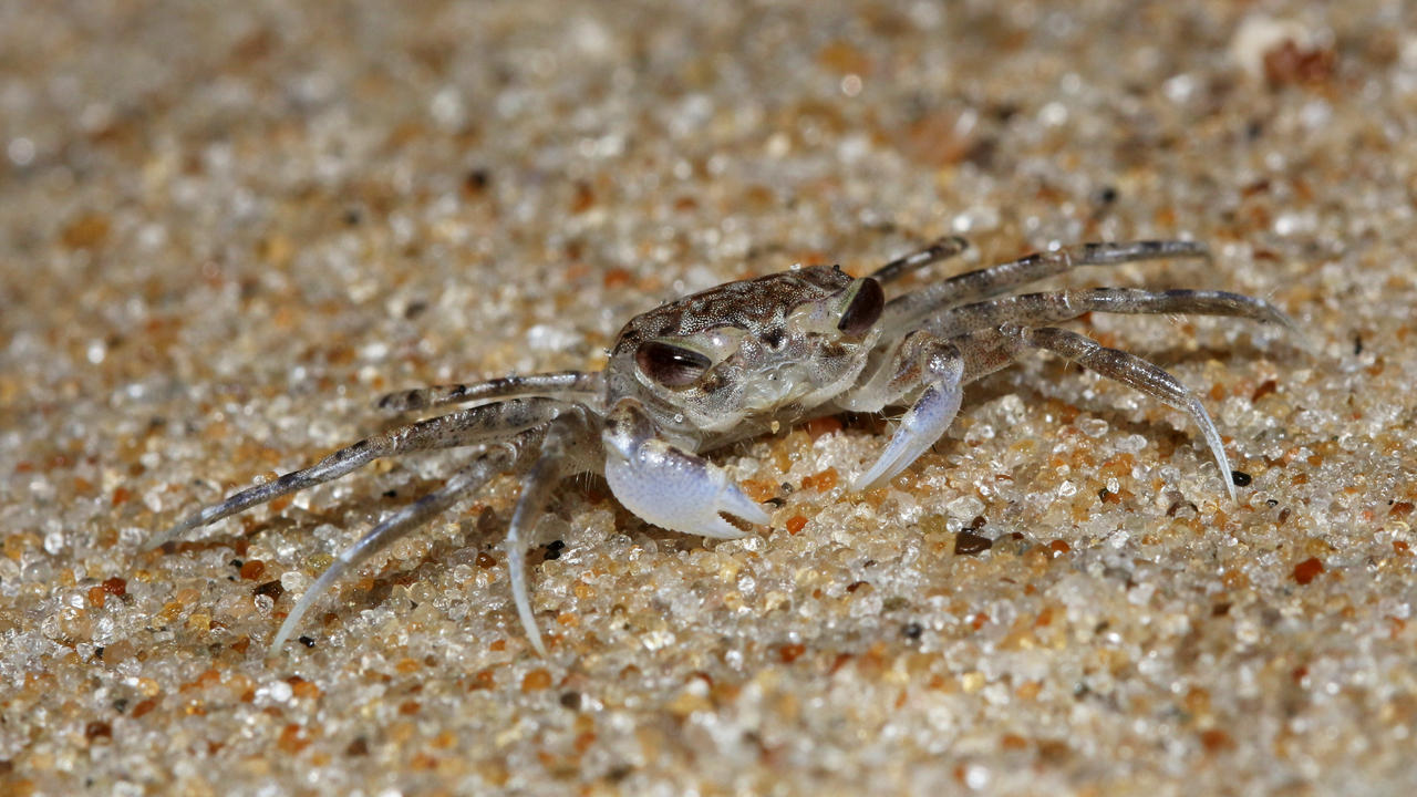 Ghost Crab is not Amused