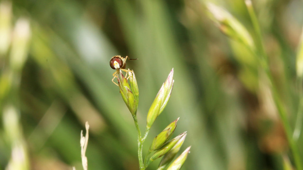 Hoverfly