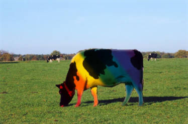 Gay pride cow