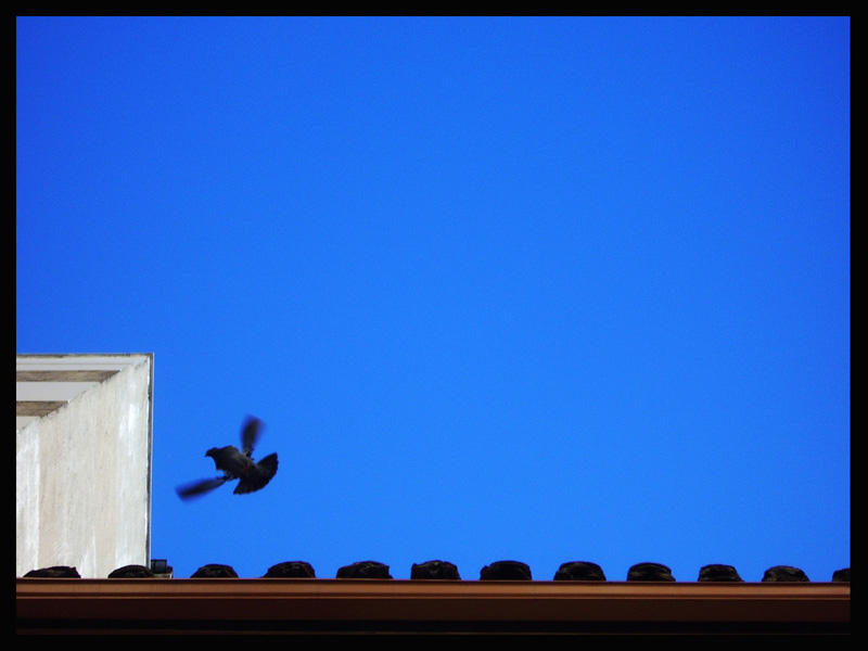 Rata alada by blinkfuma3 on DeviantArt