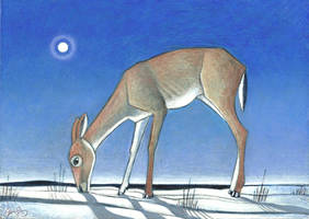 Deer 2012