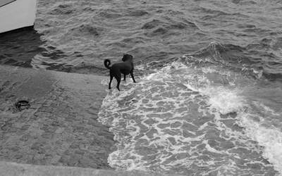 A dog by the sea