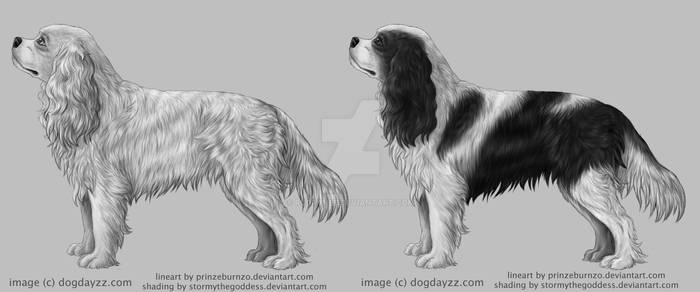 Cavalier King Charles