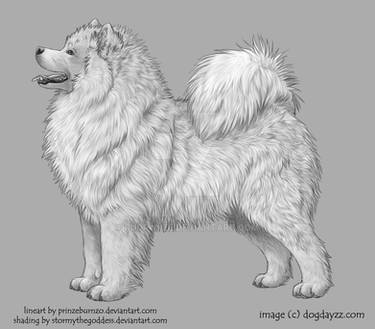 Samoyed - Dog Dayzz