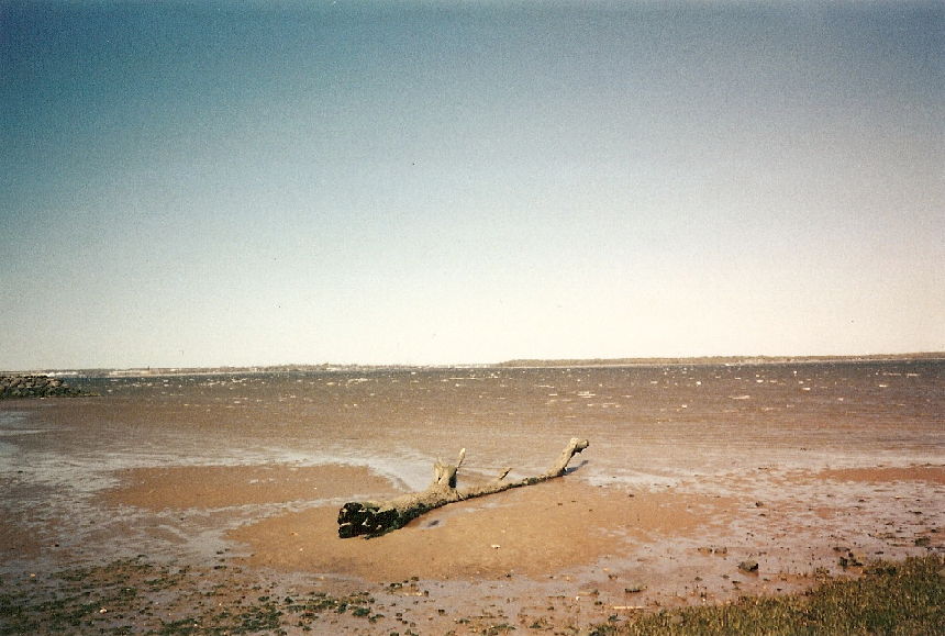 Just Driftwood