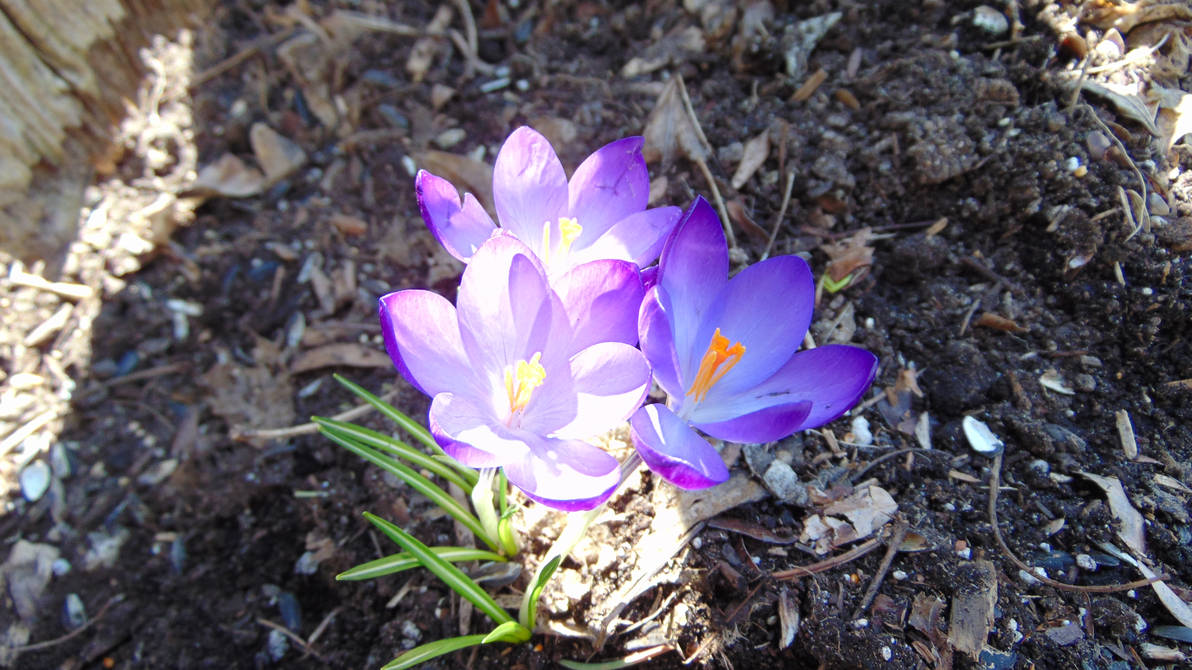 Sign of Spring by ambiencevibe on DeviantArt Sign of Spring by ambiencevibe on DeviantArt