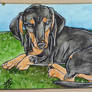 Dappled Doxie ACEO