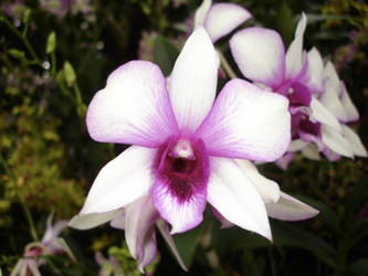 Orchid