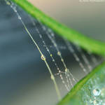 _36 by Nohition