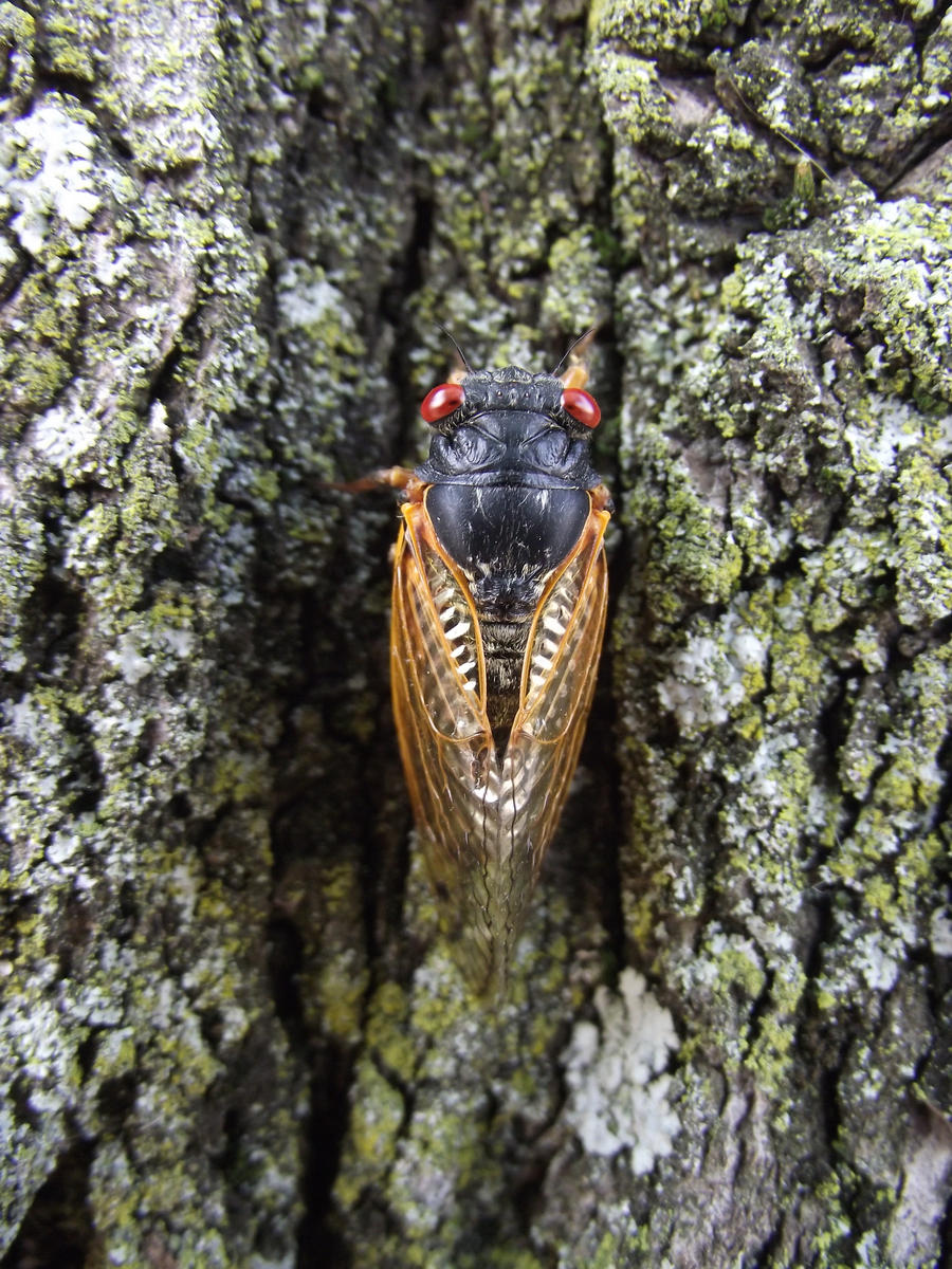 Cicada Invasion