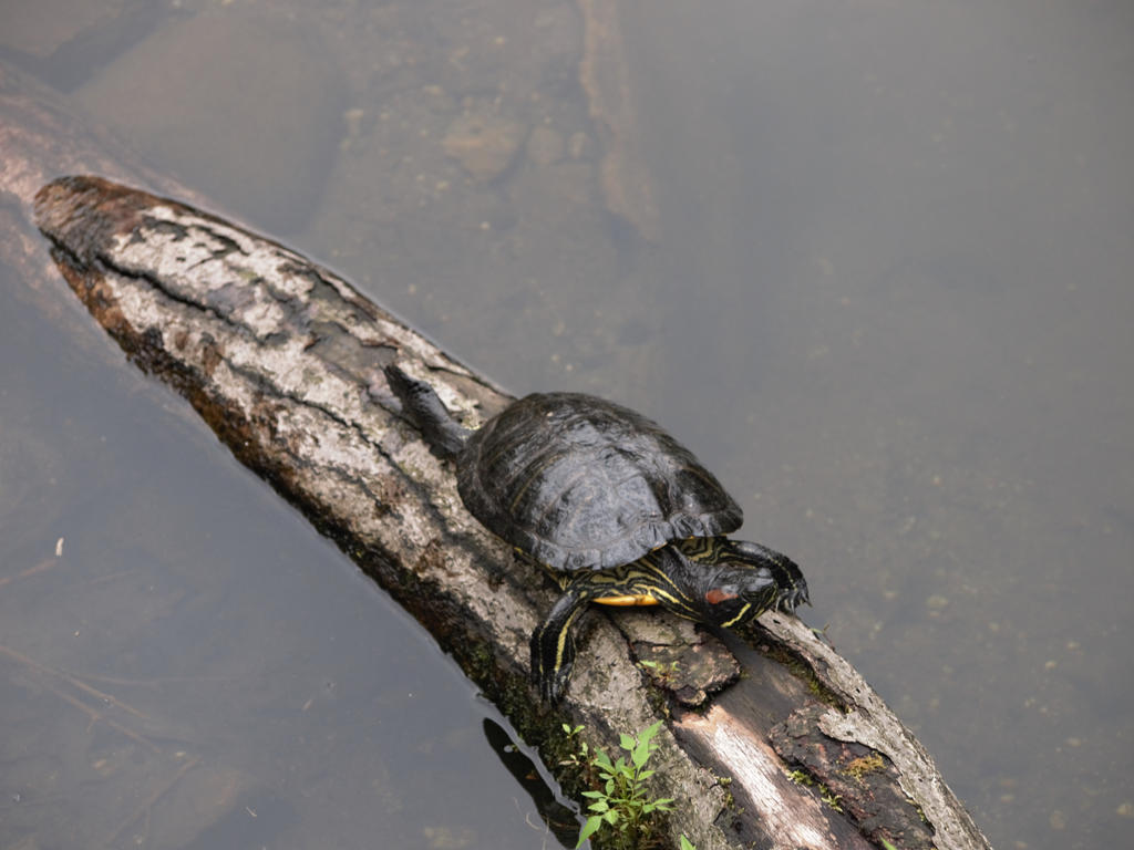 Log Shell Turtle Log Turtle by maggo777 on DeviantArt