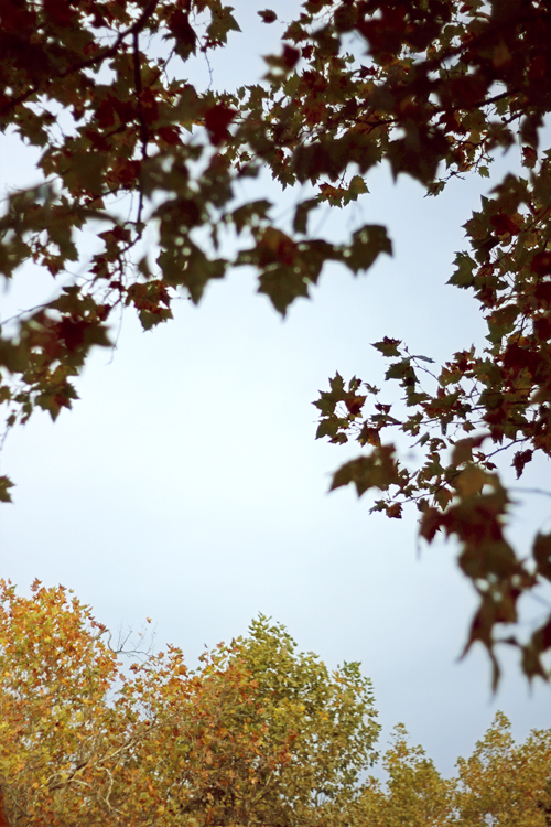 Autumn sky.