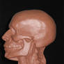 Anatomical Head Study - side 2