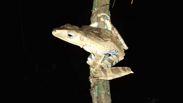 Bony-headed Flying Frog Polypedates otilophus