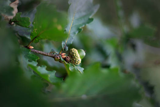 acorn