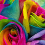 Rainbow Roses VI